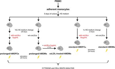 Phenotype and Response to PAMPs of Human Monocyte-Derived Foam Cells Obtained by Long-Term Culture in the Presence of oxLDLs
